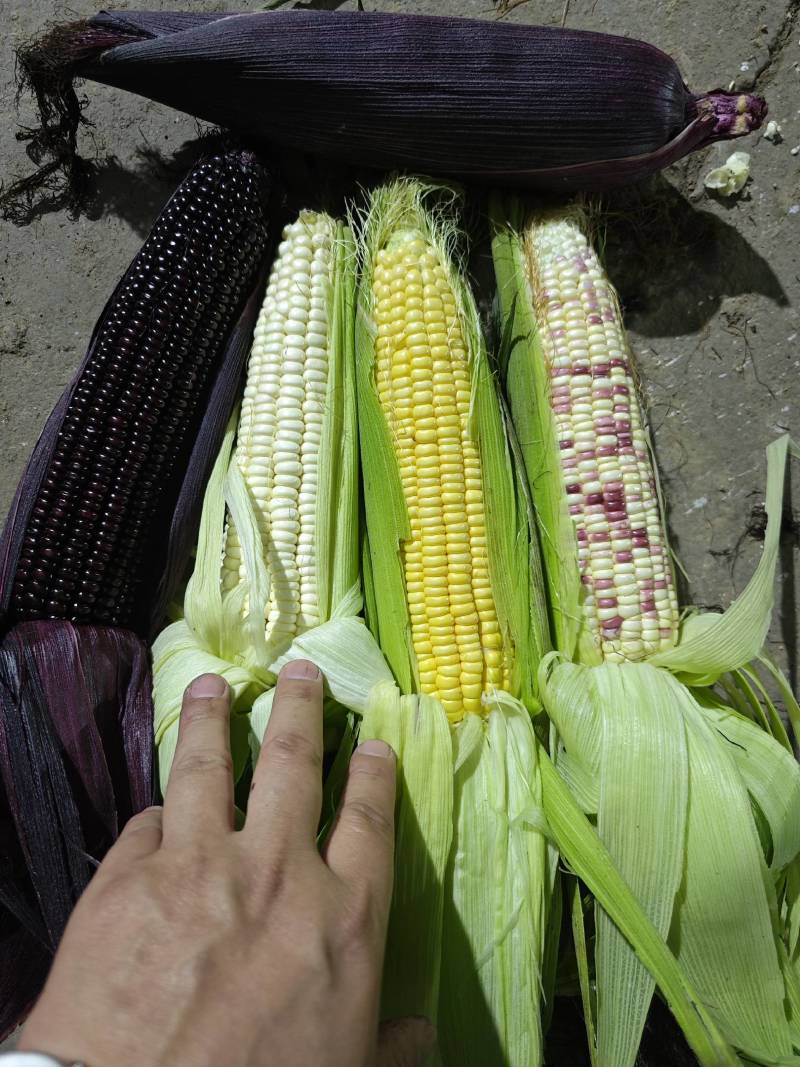 精品玉米产地太阳花，水果玉米白糯花糯基地货源可以视频看货