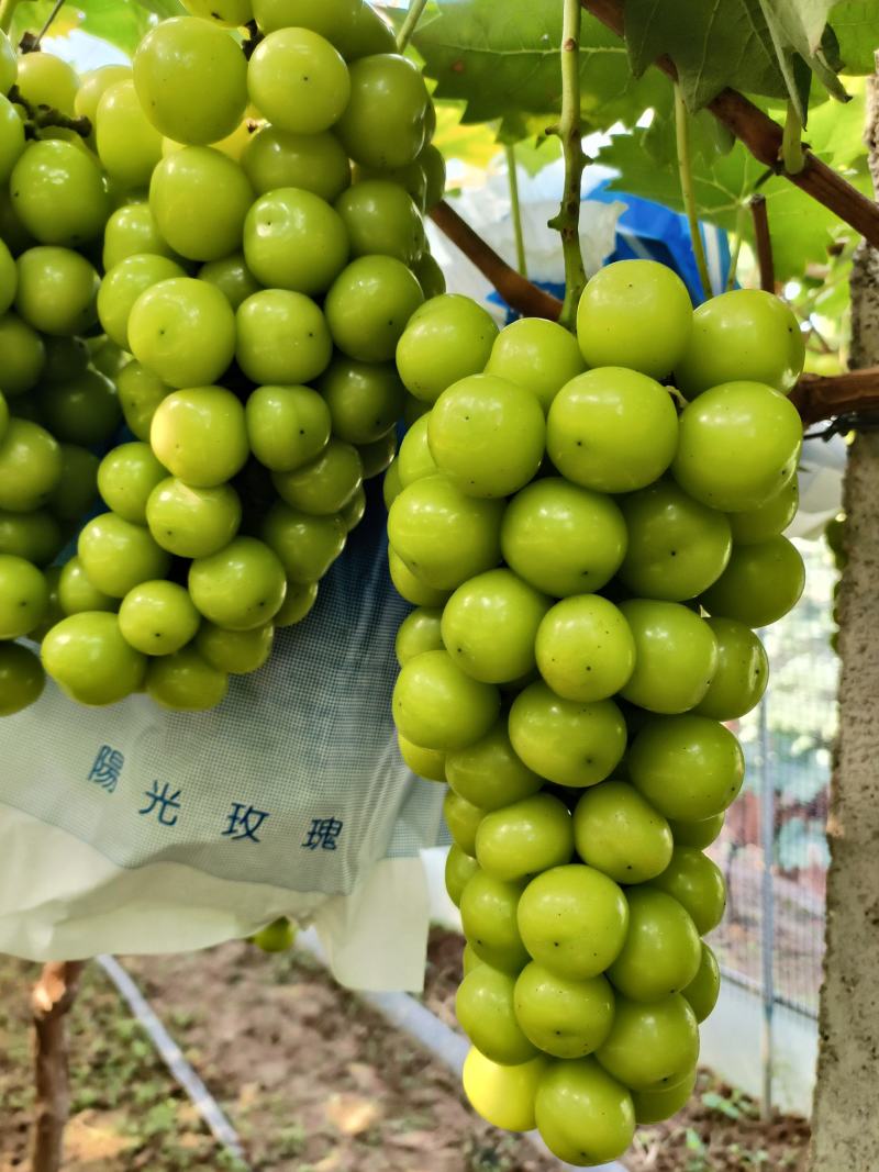 山东葡萄山东阳光玫瑰葡萄临朐葡萄大量供应中