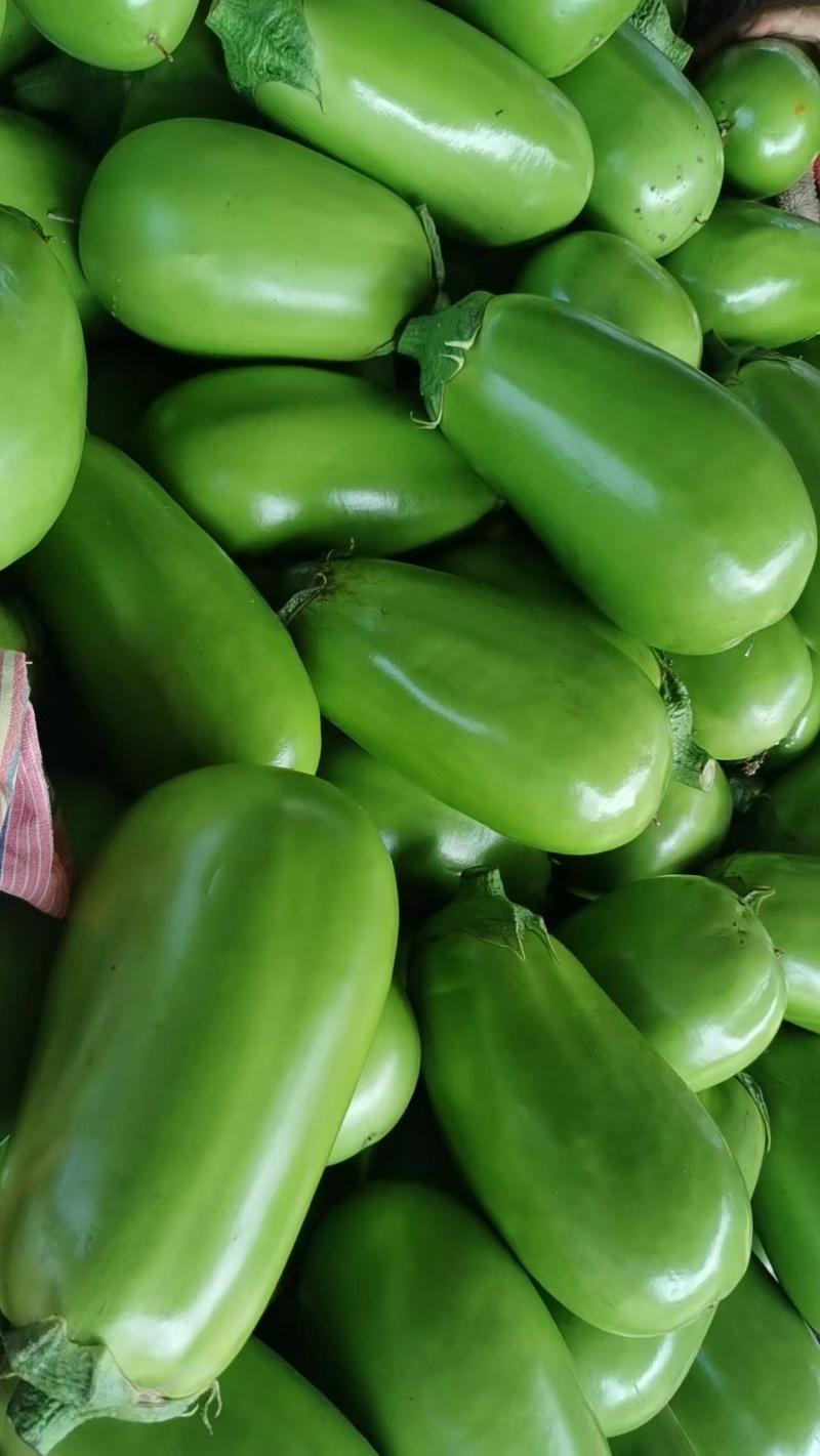 【热卖中】青茄子大量上市市场货商超货实力供应欢迎咨询