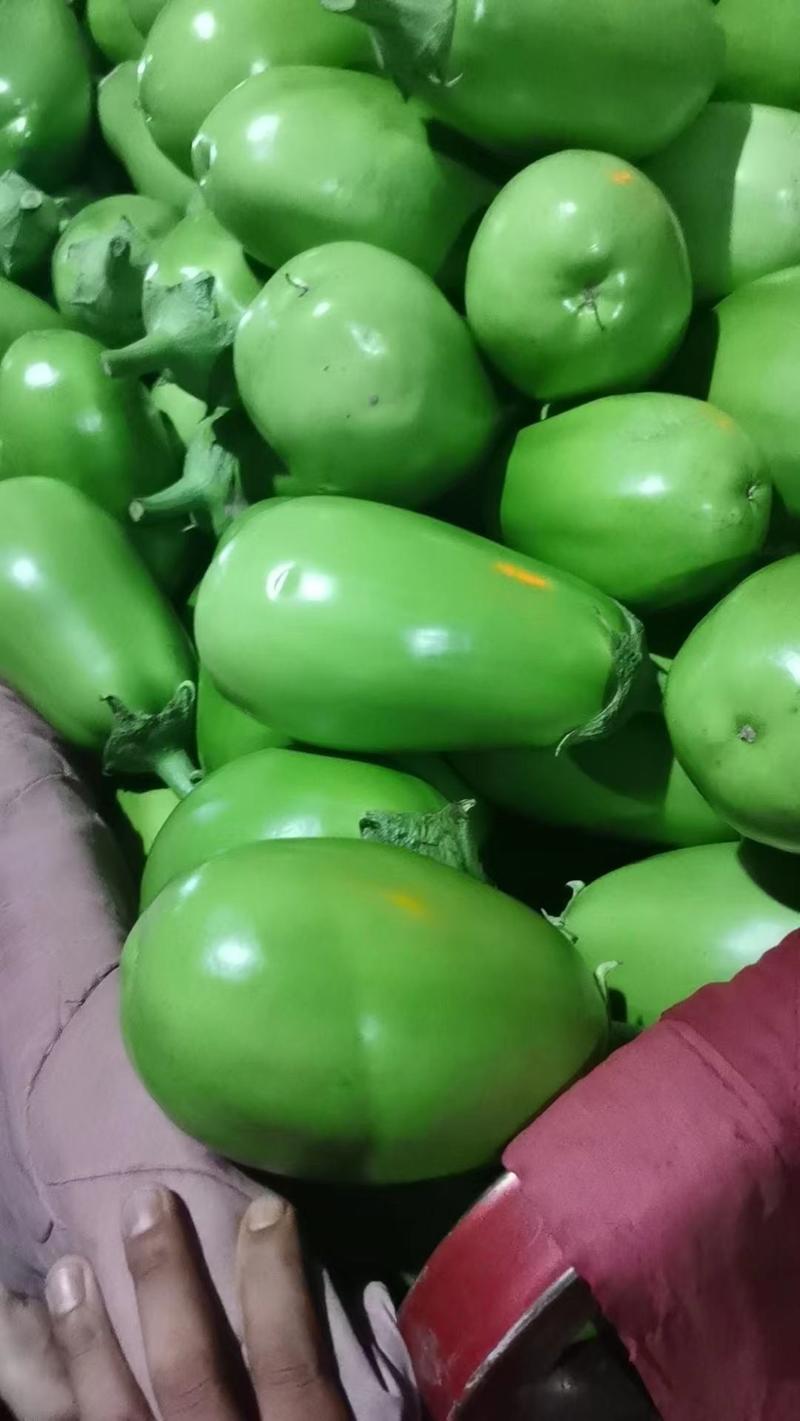 【热卖中】青茄子大量上市市场货商超货实力供应欢迎咨询