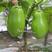 青甜茄子种子绿色灯泡茄种子春秋蔬菜种子青茄子种子绿罐茄子
