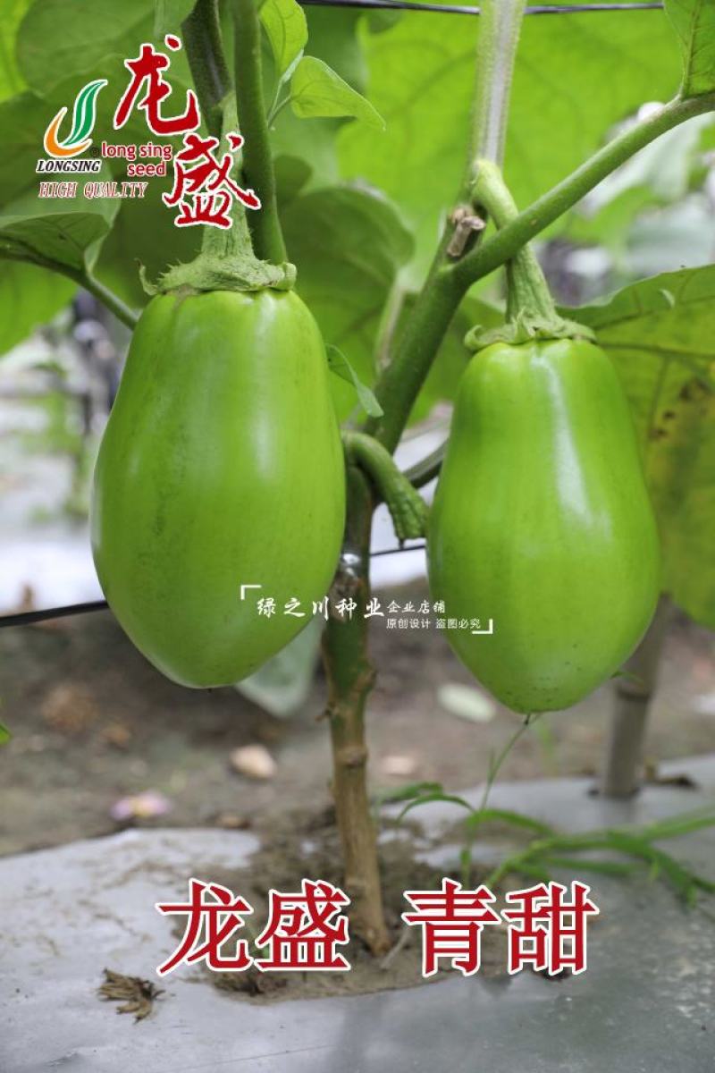 青甜茄子种子绿色灯泡茄种子春秋蔬菜种子青茄子种子绿罐茄子
