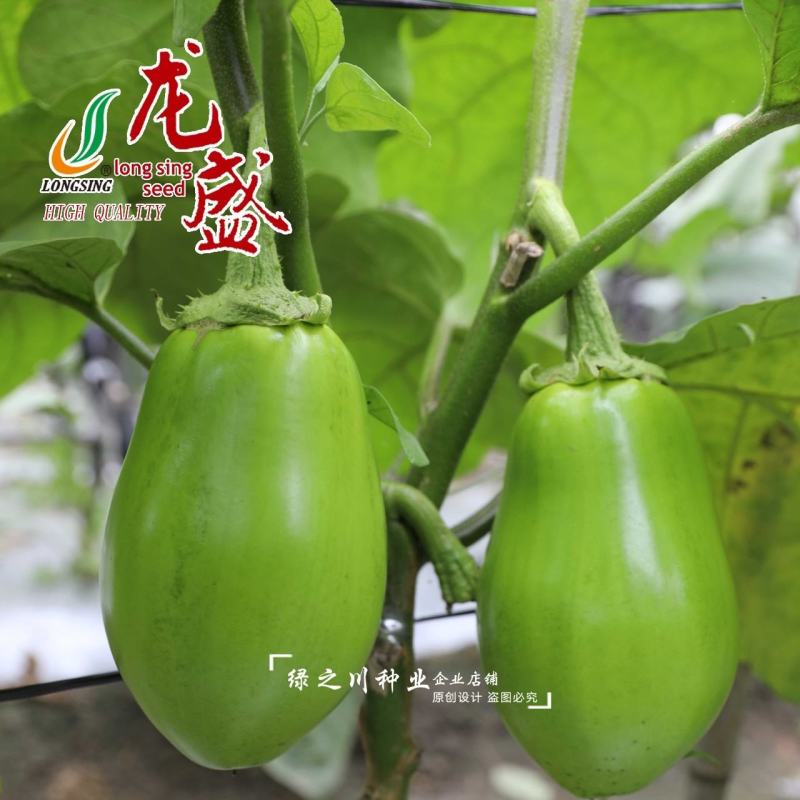 青甜茄子种子绿色灯泡茄种子春秋蔬菜种子青茄子种子绿罐茄子