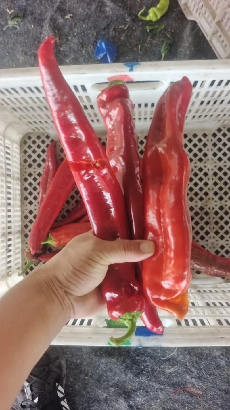 大量供应剁辣椒红剁椒青剁椒