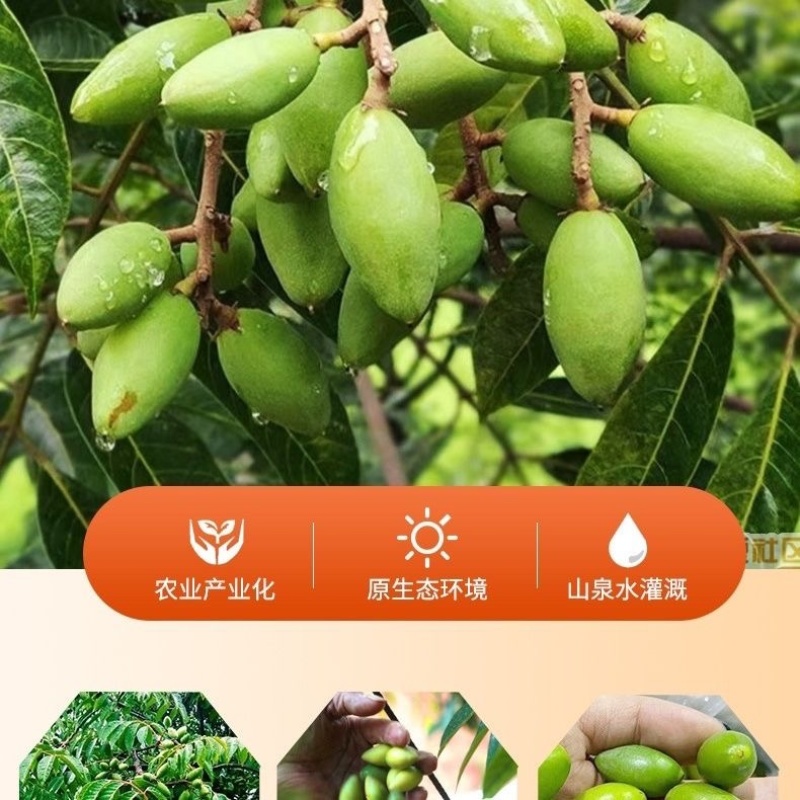 福建闽聚信橄榄大量有货对接商超团购超市欢迎咨询实地咨询
