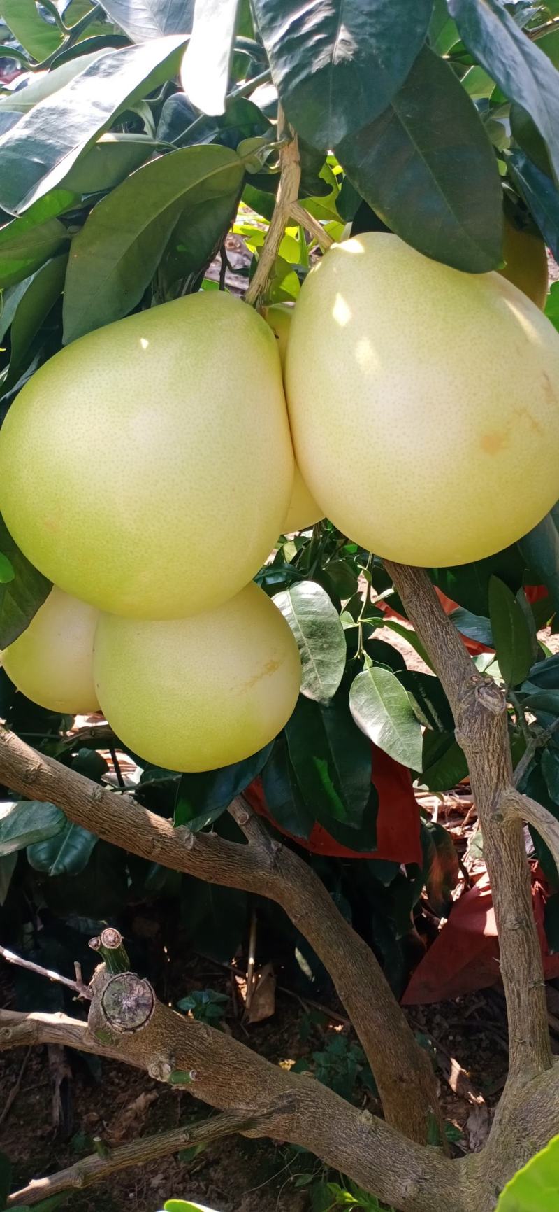 优质蜜柚红心柚琯洗蜜柚果肉饱满颜色好口感甜大量上市