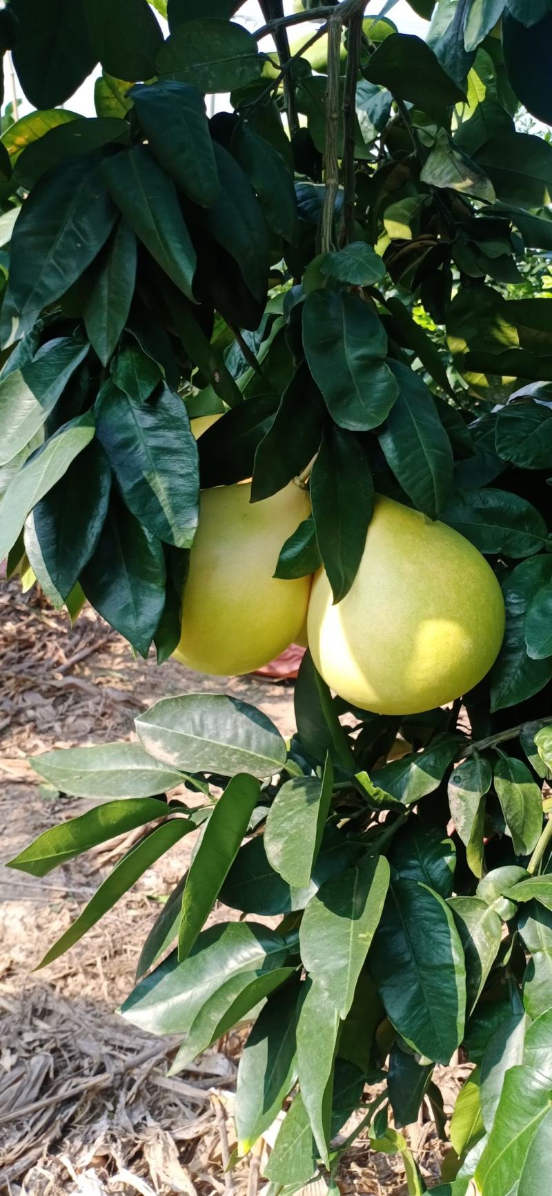 优质蜜柚红心柚琯洗蜜柚果肉饱满颜色好口感甜大量上市