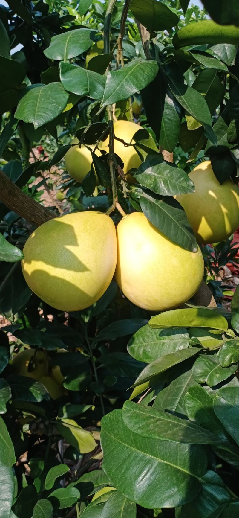 优质蜜柚红心柚琯洗蜜柚果肉饱满颜色好口感甜大量上市