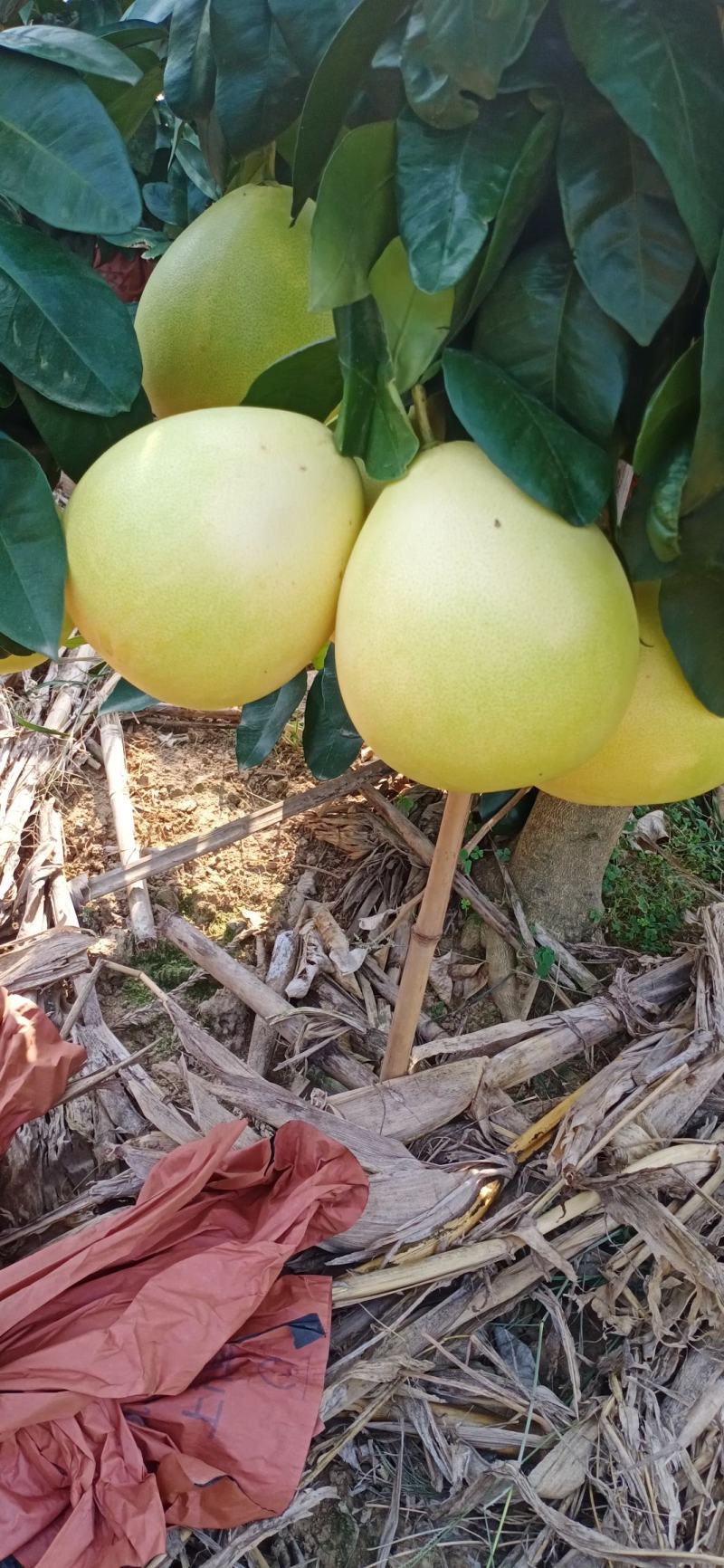 优质蜜柚红心柚琯洗蜜柚果肉饱满颜色好口感甜大量上市