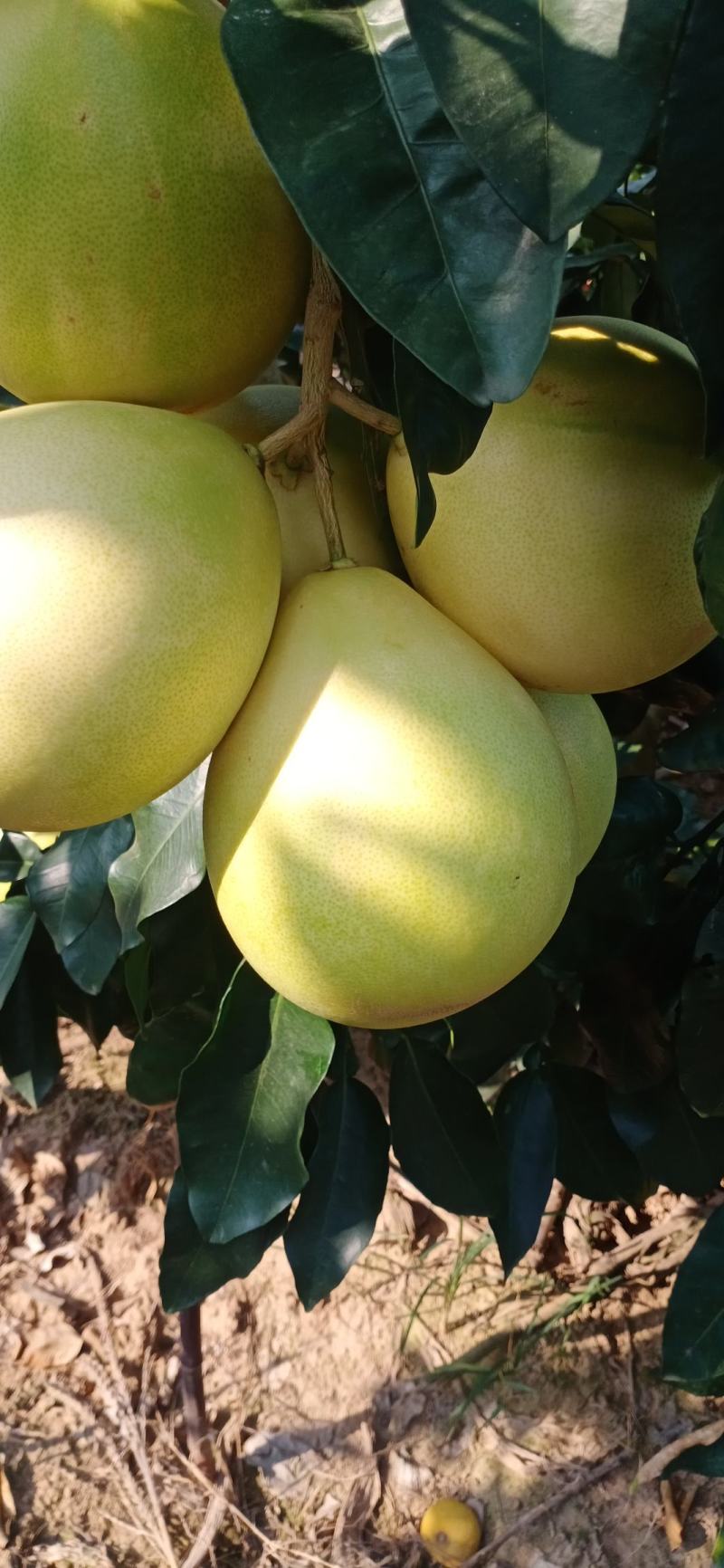 优质蜜柚红心柚琯洗蜜柚果肉饱满颜色好口感甜大量上市