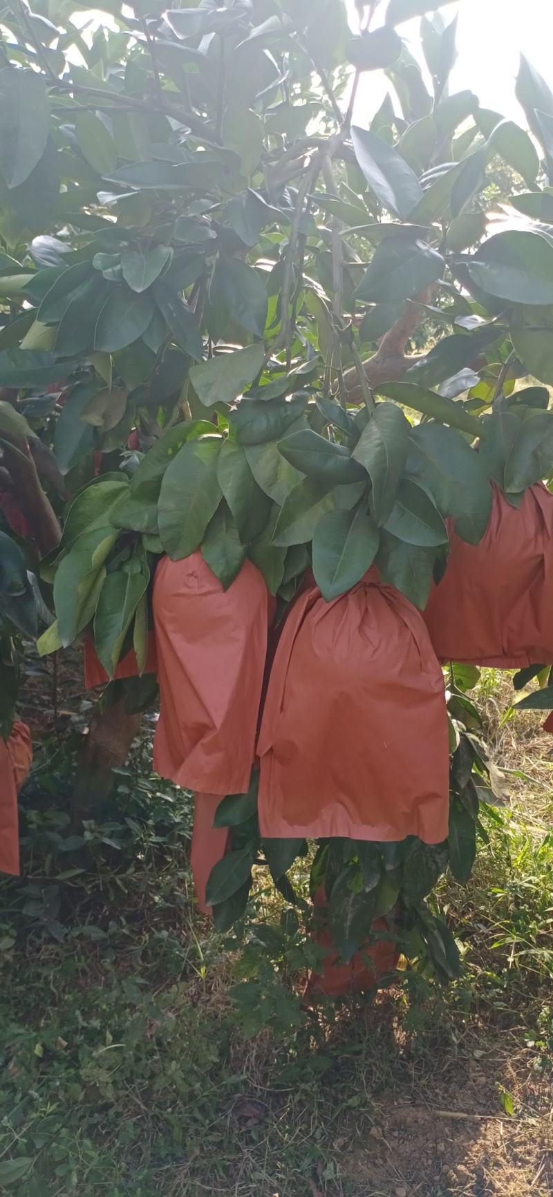 优质蜜柚红心柚琯洗蜜柚果肉饱满颜色好口感甜大量上市