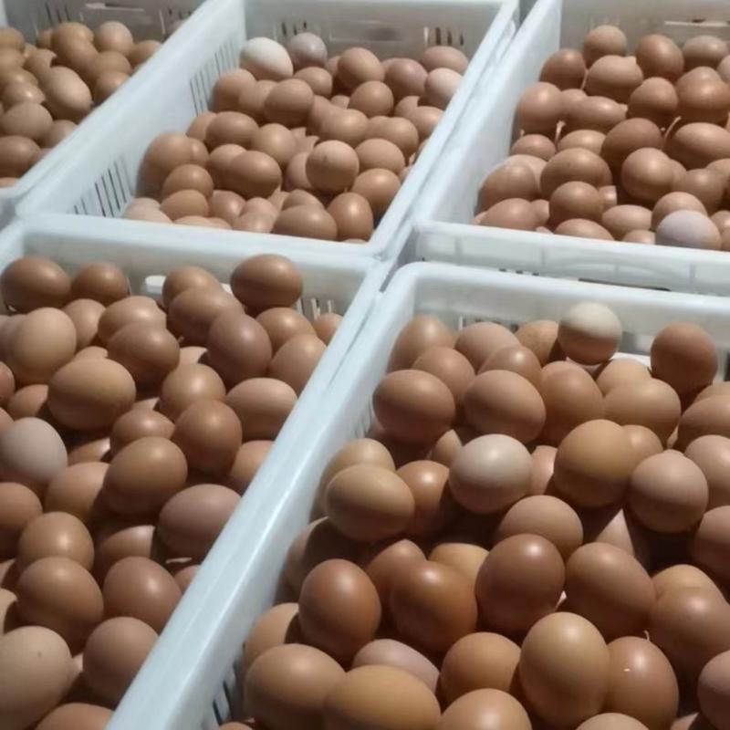 【精品】鲜鸡蛋红壳鸡蛋品质保证欢迎老板来打扰