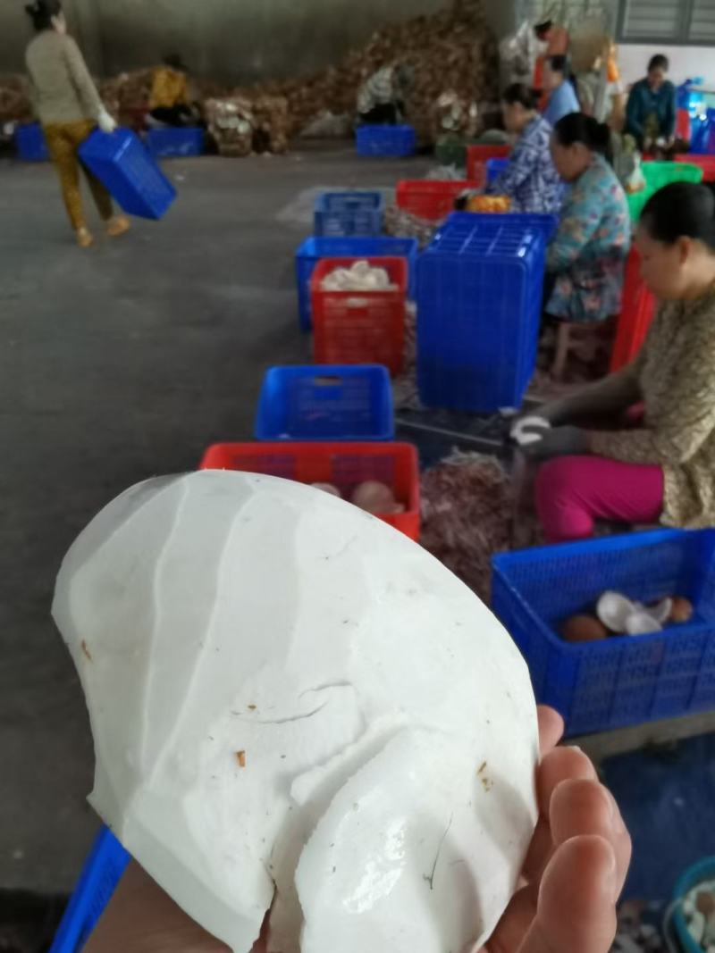 老椰肉椰子椰水椰皇肉一手货源欢迎进店选购电话联系价格到尾