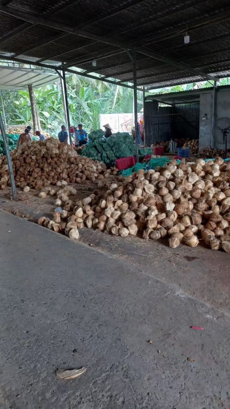 老椰肉椰子椰水椰皇肉一手货源欢迎进店选购电话联系价格到尾