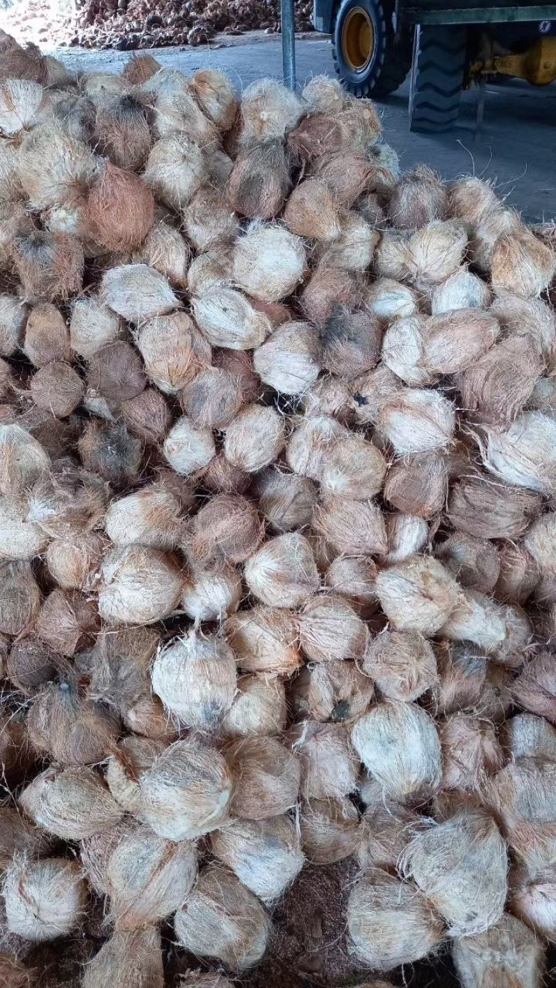 老椰肉椰子椰水椰皇肉一手货源欢迎进店选购电话联系价格到尾