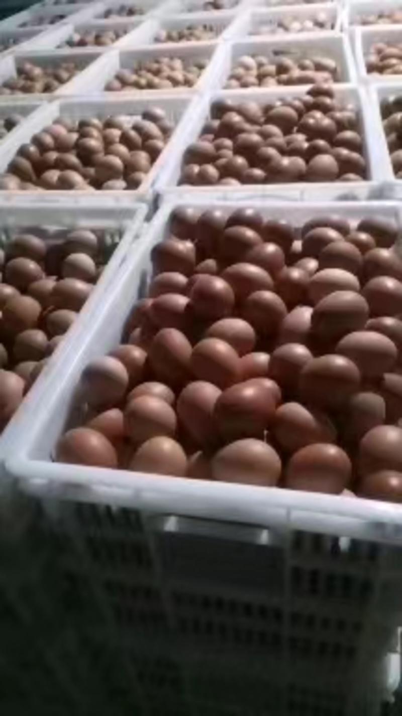 精品红蛋鲜鸡蛋大量供应现货现发品质保证，开始预售