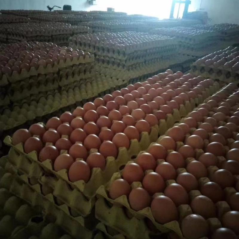 精品红蛋鲜鸡蛋大量供应现货现发品质保证，开始预售