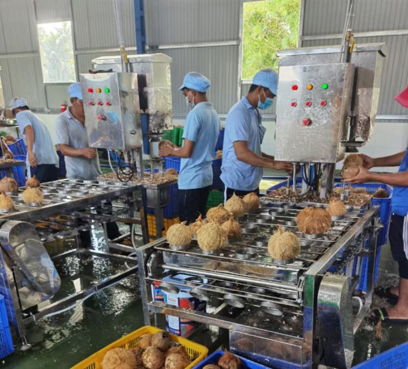 老椰子水椰皇水椰青水货源充足火爆餐饮欢迎进店选购电话联系