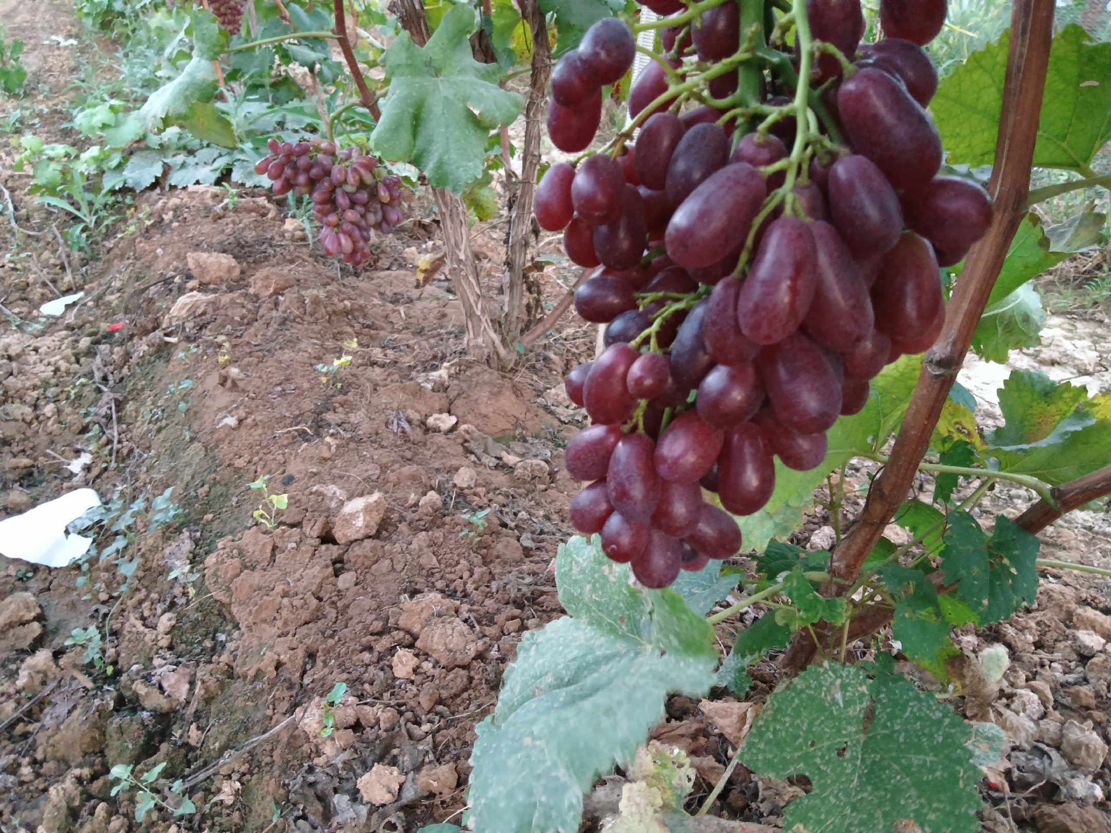 成熟的胡椒果挂在藤蔓上,果实呈红色,背景为热带雨林环境 白胡椒的植物来源