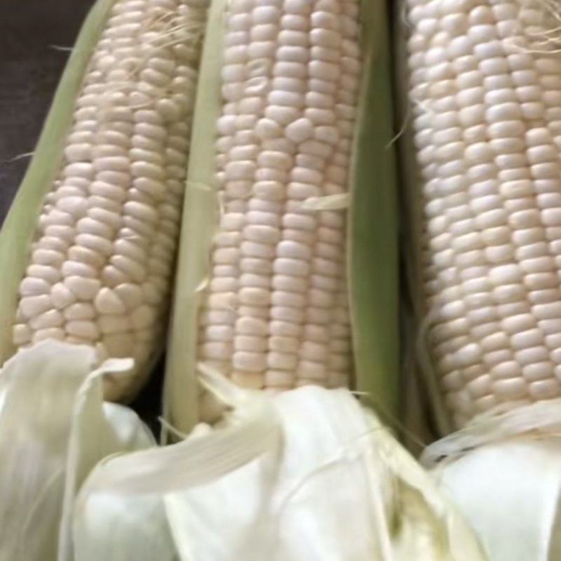 糯玉米（品种336）