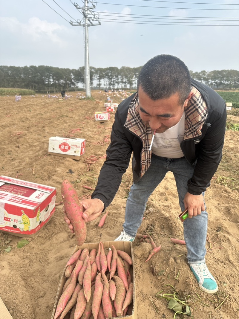 【优选】红薯产地直供保质保量欢迎全国老板