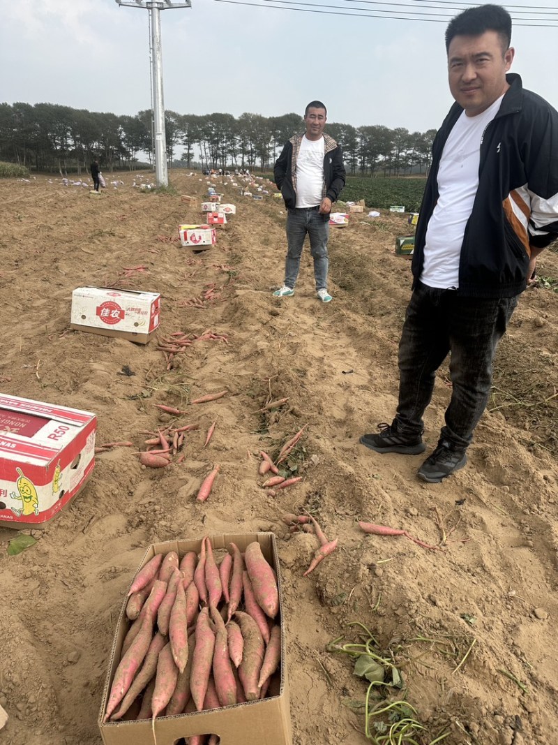 【优选】红薯产地直供保质保量欢迎全国老板