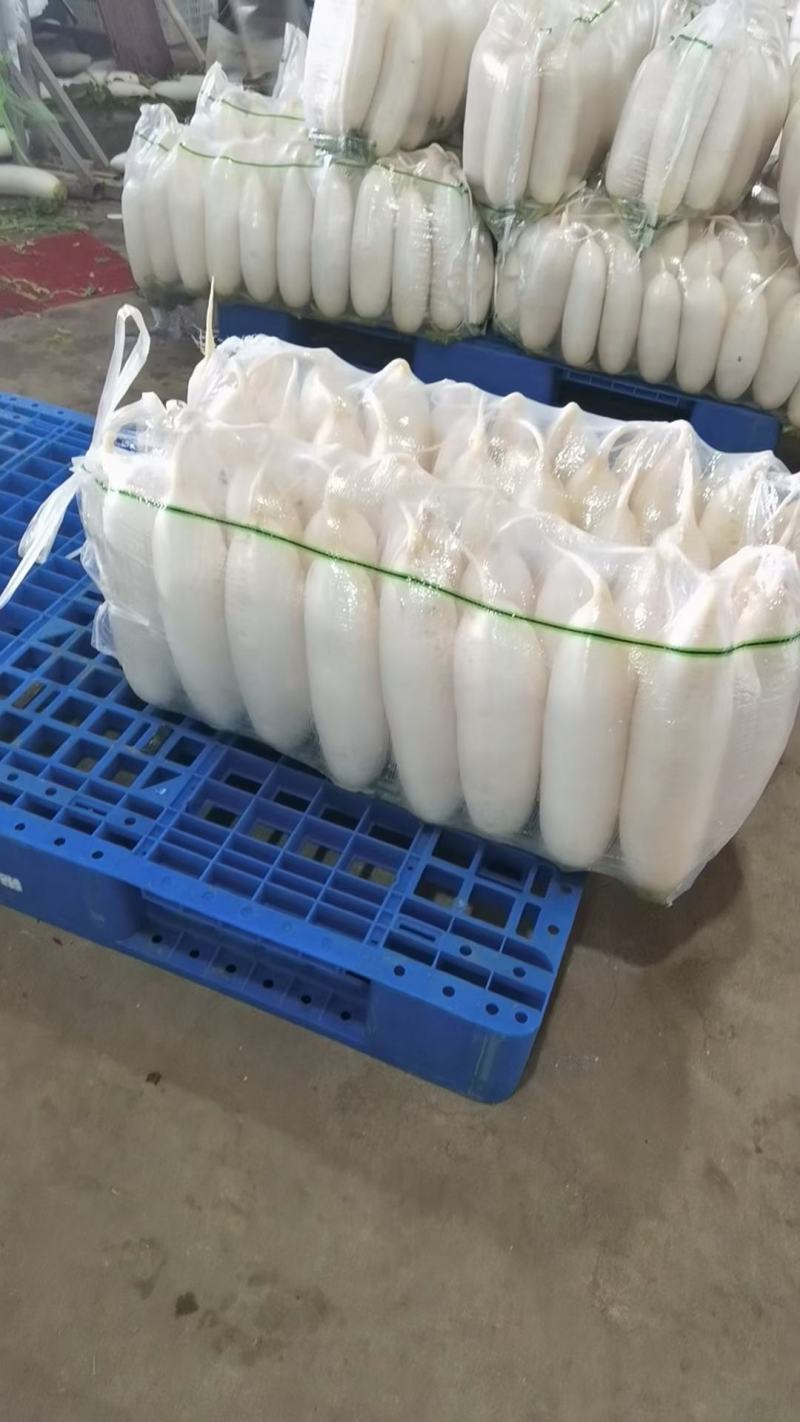 白罗卜大量供应