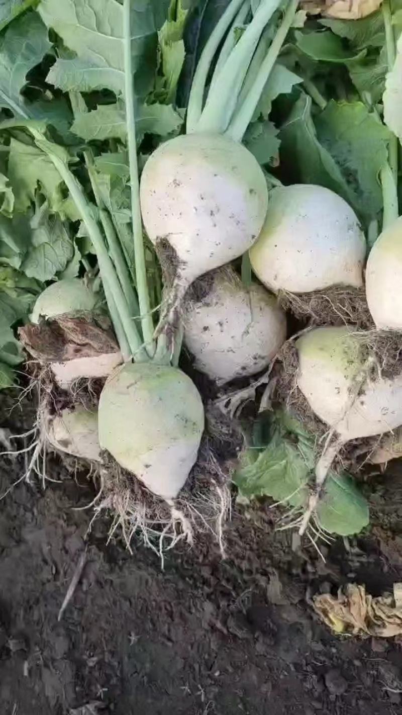 精品芥菜大量上市产地直发保质保量欢迎新老客户采购