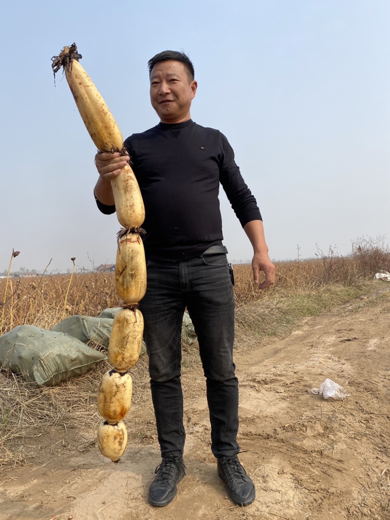 鄂莲六号