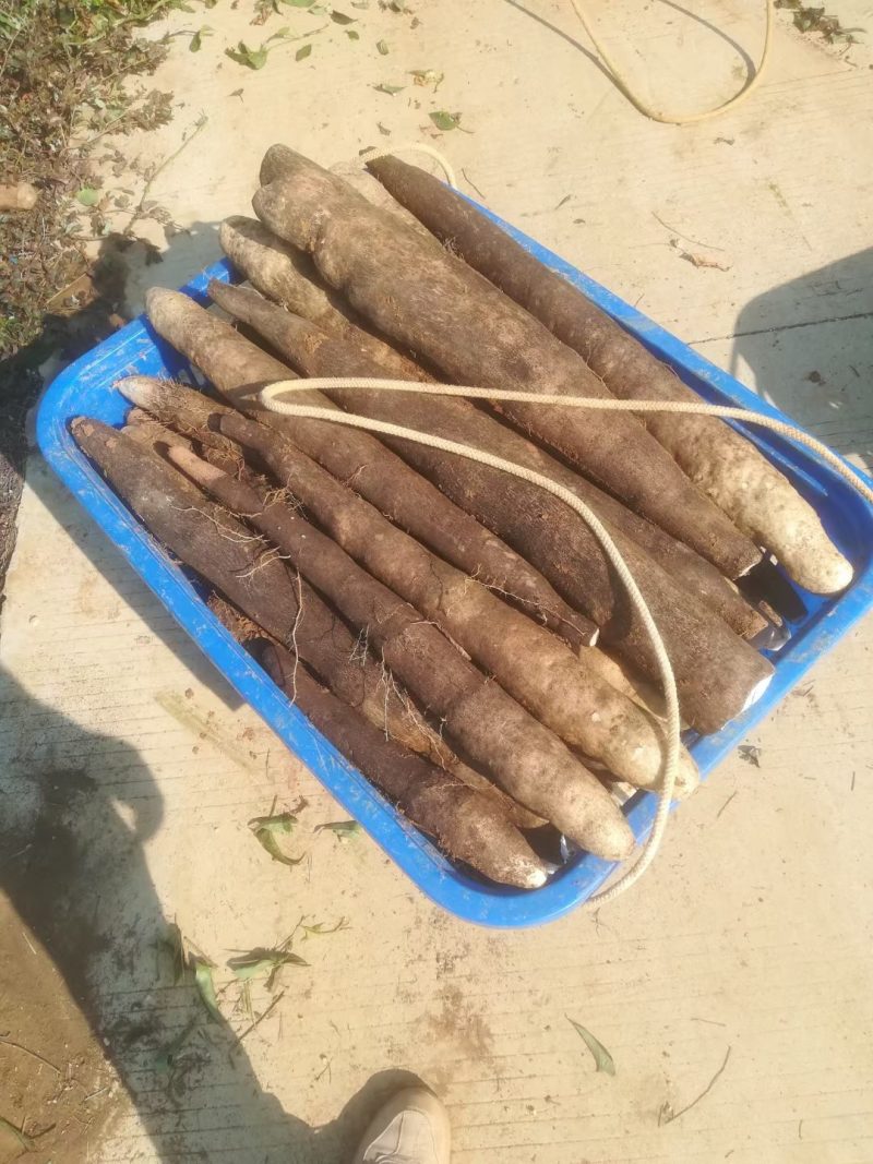 柳州黑鬼淮山药大量上市中，自产自销，价钱便宜