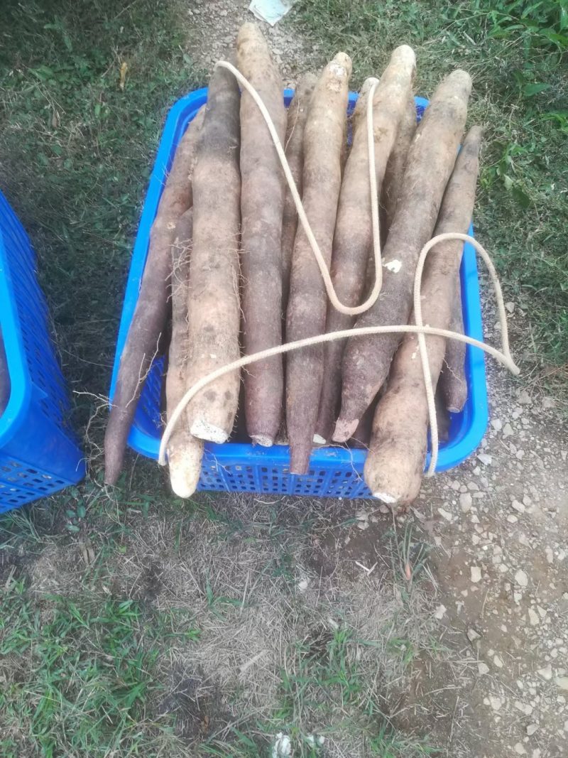 柳州黑鬼淮山药大量上市中，自产自销，价钱便宜