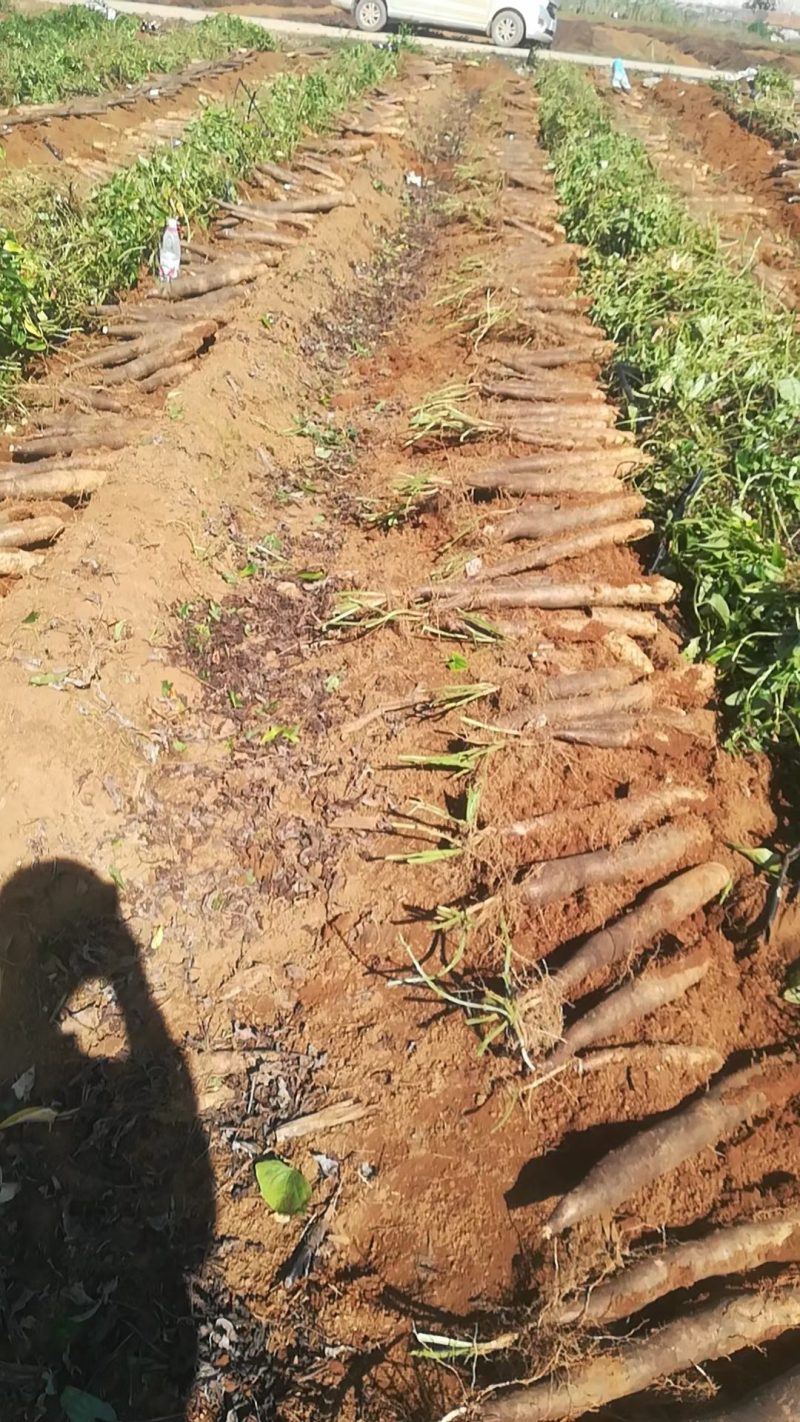 柳州黑鬼淮山药大量上市中，自产自销，价钱便宜