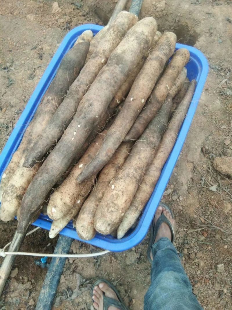 柳州黑鬼淮山药大量上市中，自产自销，价钱便宜