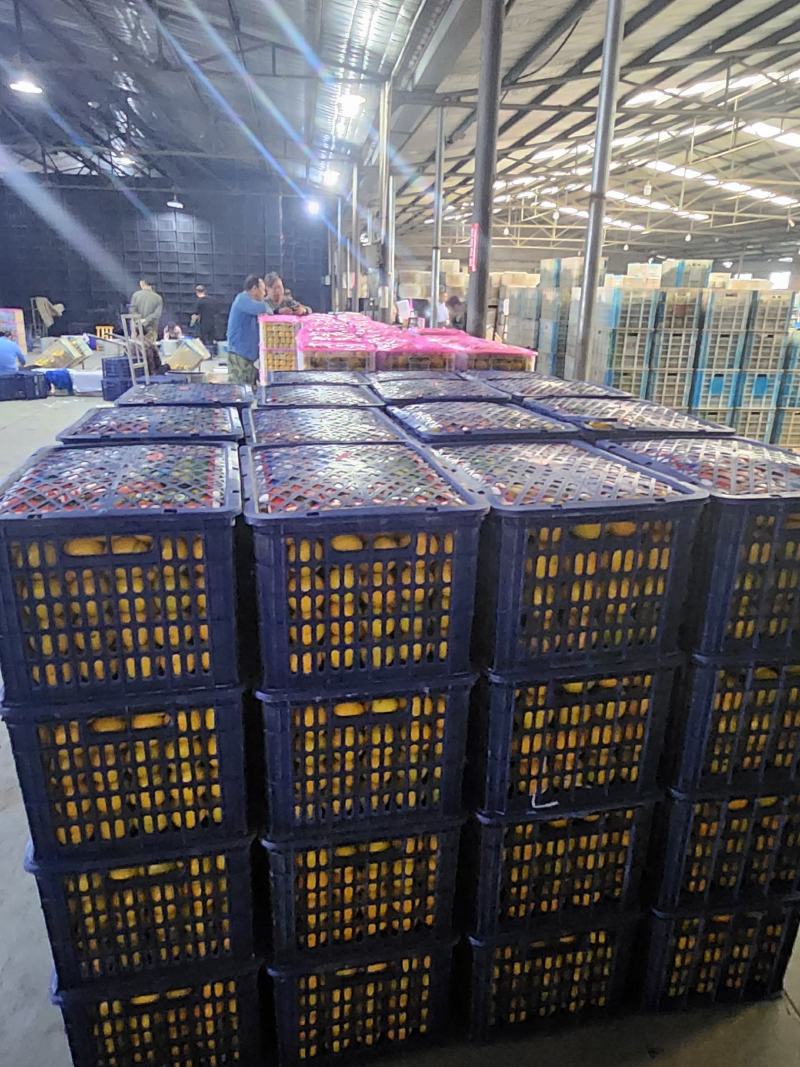 《精品️》蜜橘大芬水份足产地直供果园看货保质保量