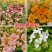 彩色油菜花种子进口七彩油菜花种子大花彩色油菜花油菜籽