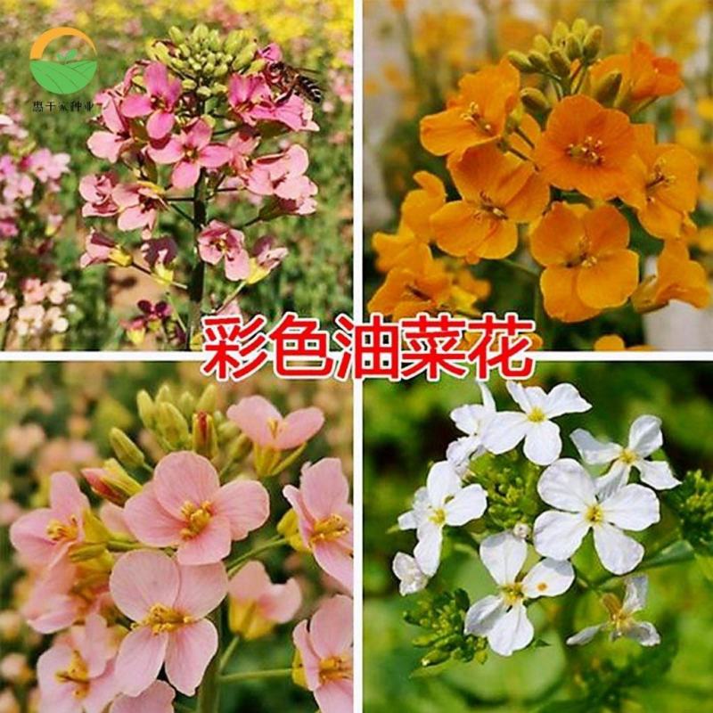 彩色油菜花种子进口七彩油菜花种子大花彩色油菜花油菜籽