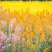 彩色油菜花种子进口七彩油菜花种子大花彩色油菜花油菜籽