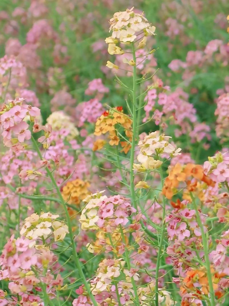 彩色油菜花种子进口七彩油菜花种子大花彩色油菜花油菜籽