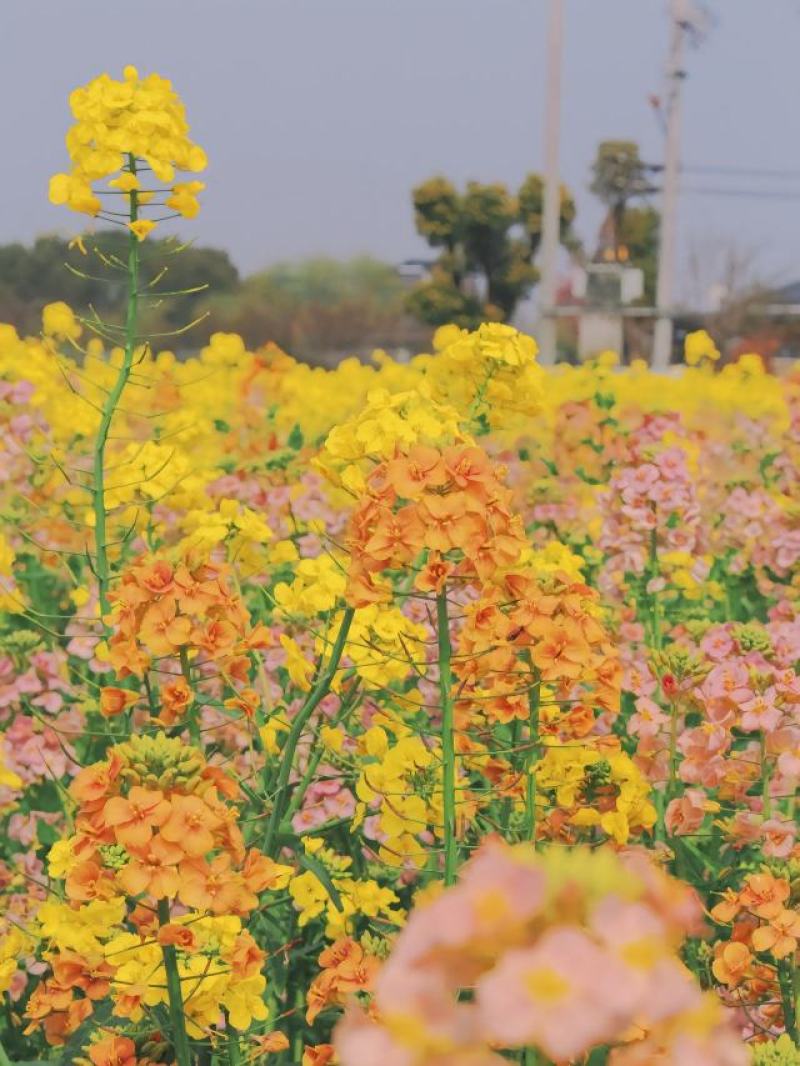 彩色油菜花种子进口七彩油菜花种子大花彩色油菜花油菜籽