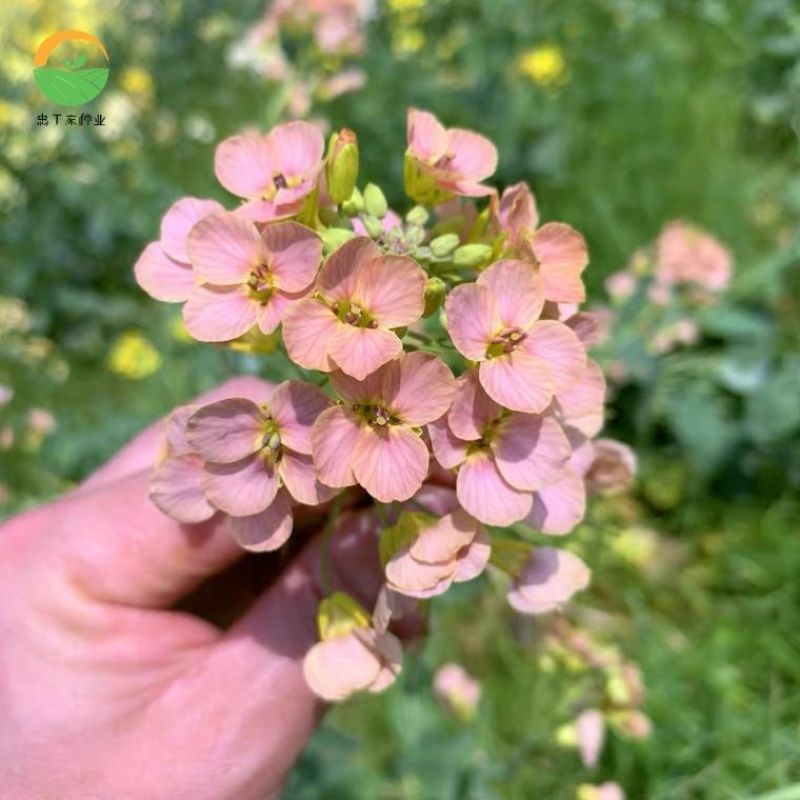 彩色油菜花种子进口七彩油菜花种子大花彩色油菜花油菜籽