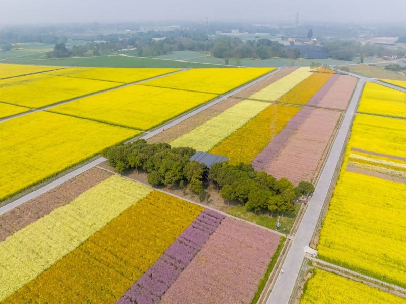 彩色油菜花种子进口七彩油菜花种子大花彩色油菜花油菜籽