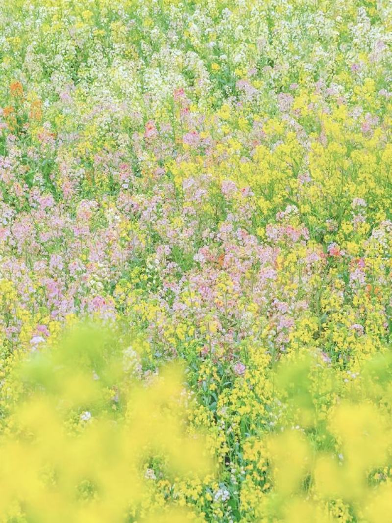彩色油菜花种子进口七彩油菜花种子大花彩色油菜花油菜籽
