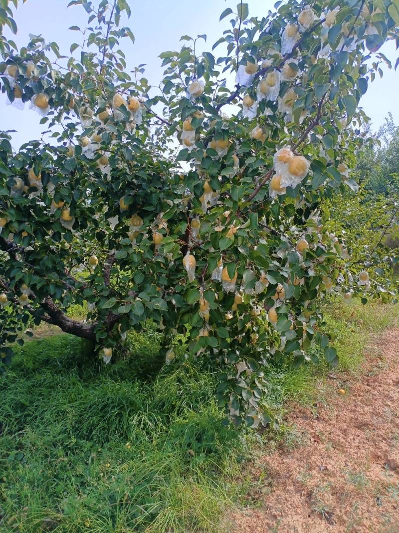 玉露香梨