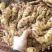 山东鲜姜鲜姜种植基地鲜姜质量好版型好一手货源产地