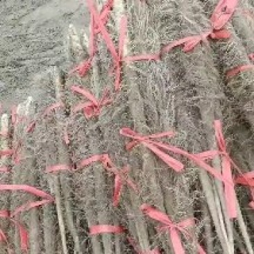 铁棍山药开挖了，有要新货的联系大量上市各种货都有