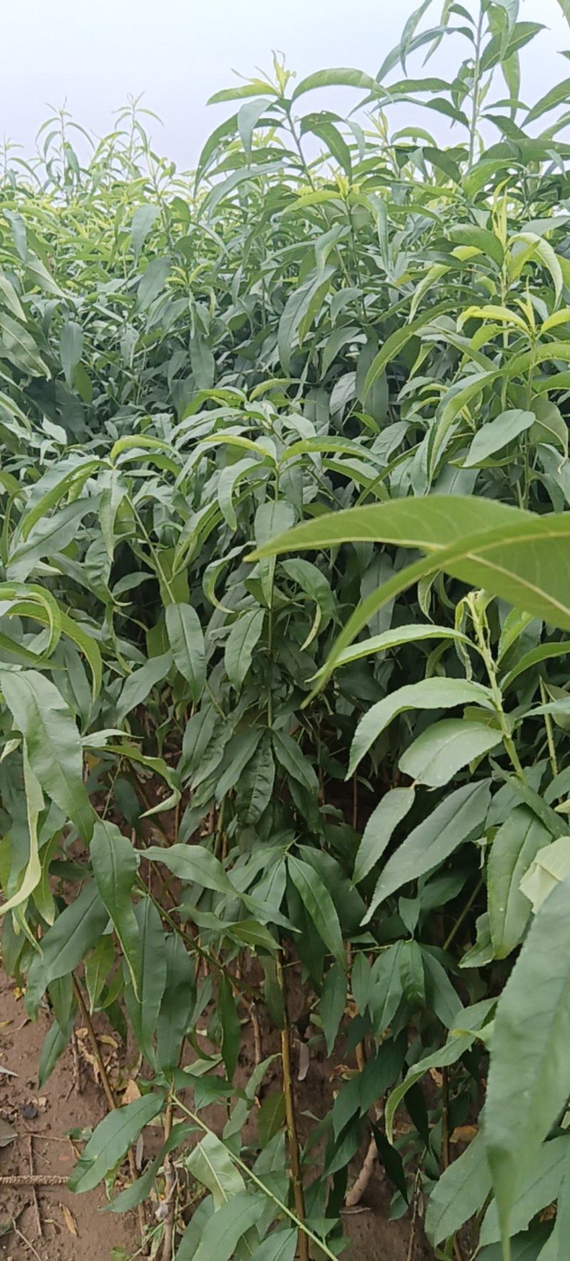 精典老品种油桃苗早熟白肉脆甜货架期长油桃苗