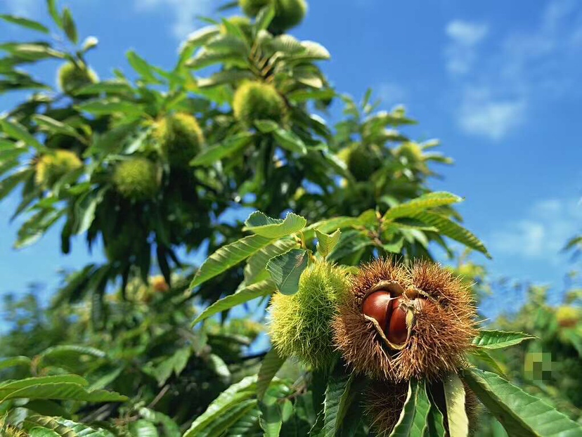 迁西板栗挂满枝头
