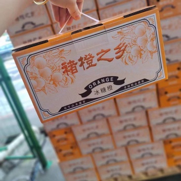 冰糖橙