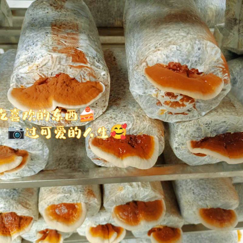 灵芝菌包大量供应。