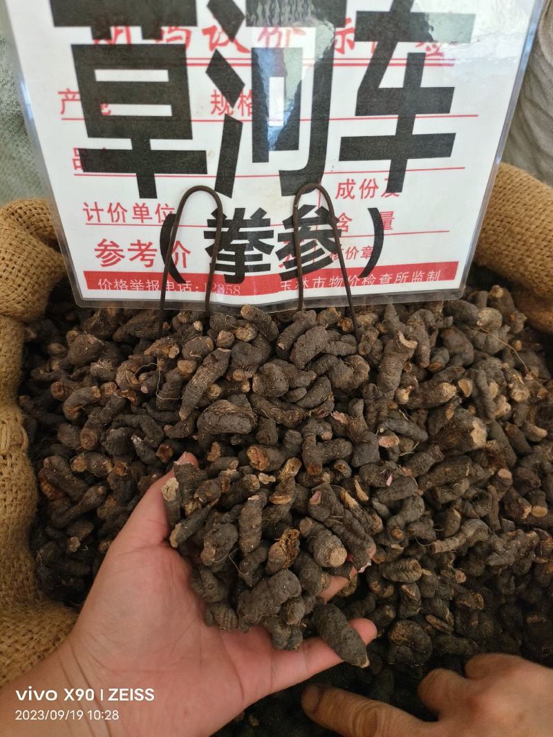 中药材草河车拳参新货抛光保证质量货源充足